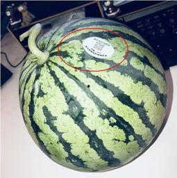 山南网红吃瓜,揭秘幕后故事与热门话题 第1张 山南网红吃瓜,揭秘幕后故事与热门话题 第1张